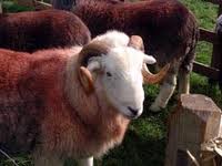 sheep herding, sheep herding hen party ideas, sheep herding cumbria, sheep herding lake district, unusual hen weekends, unusual stag parties